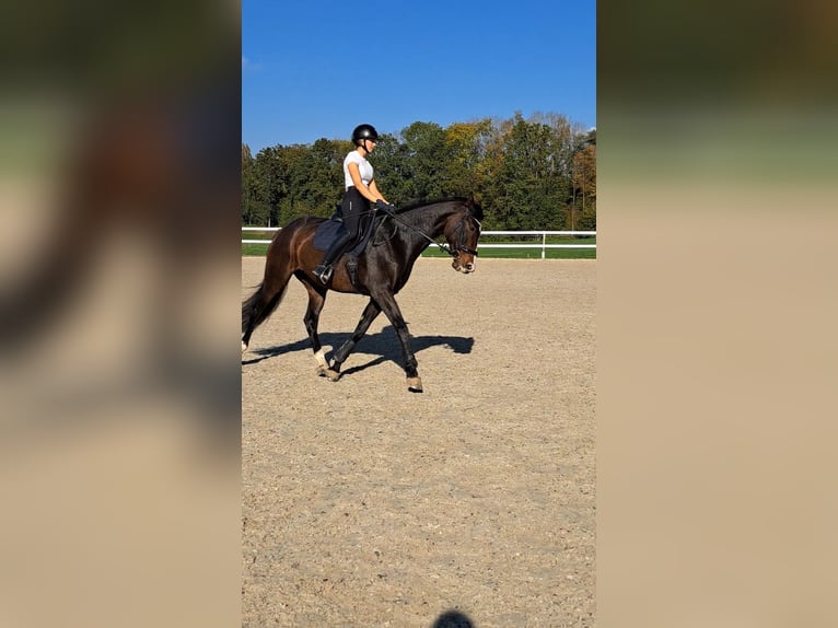 Hannoveriano Yegua 7 años 170 cm Castaño oscuro in Weil am Rhein