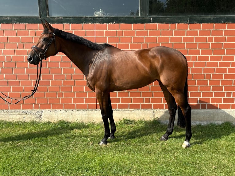 Hannoveriano Yegua 7 años 170 cm Castaño oscuro in Langelsheim