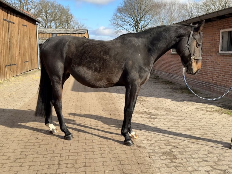 Hannoveriano Yegua 7 años 170 cm Castaño oscuro in GROTE-BROGEL