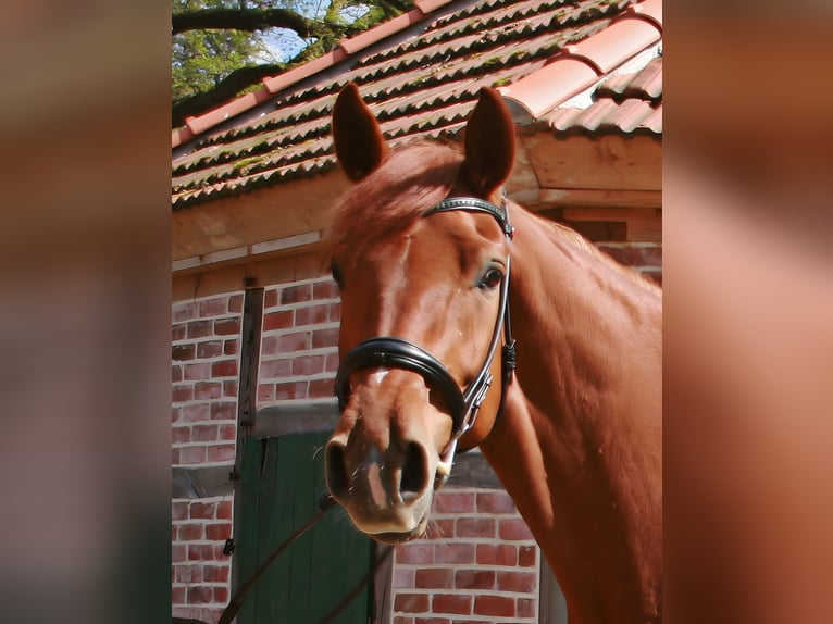 Hannoveriano Yegua 7 años 172 cm Alazán in Lüneburg