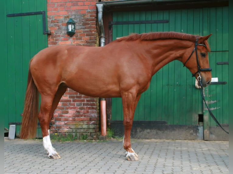 Hannoveriano Yegua 7 años 172 cm Alazán in Lüneburg