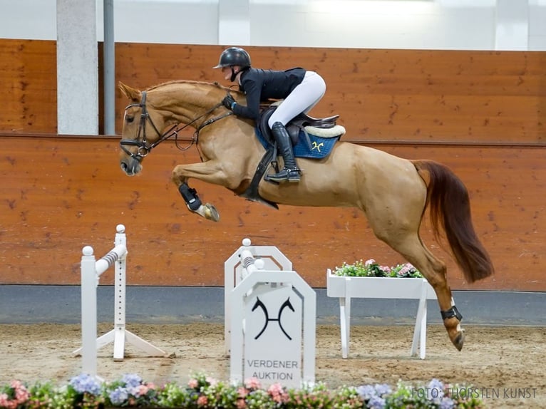 Hannoveriano Yegua 7 años 172 cm Alazán in Verden