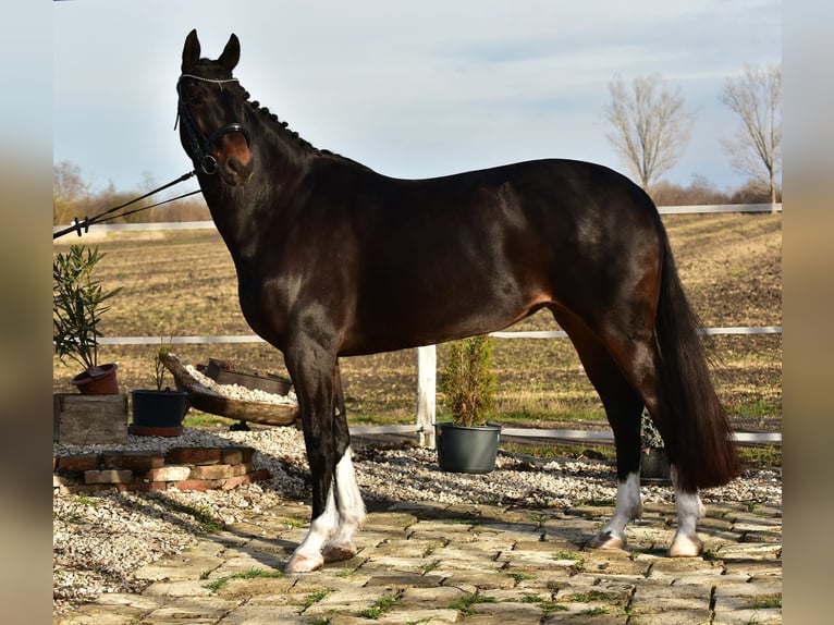 Hannoveriano Yegua 7 años 172 cm Castaño in Békésszentandrás