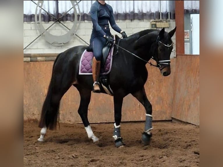 Hannoveriano Yegua 7 años 172 cm Castaño in Békésszentandrás