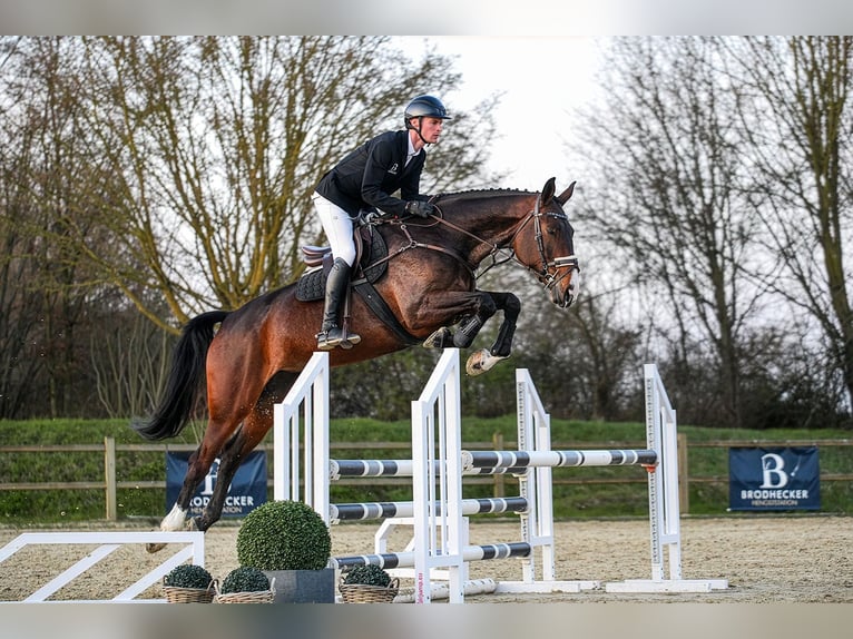 Hannoveriano Yegua 7 años 172 cm Castaño oscuro in Riedstadt