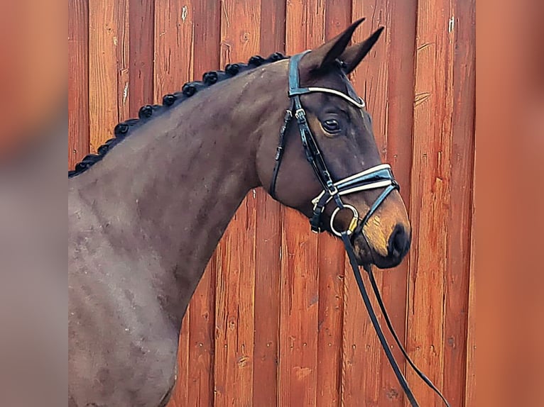 Hannoveriano Yegua 7 años 172 cm Morcillo in Verden