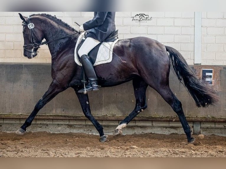 Hannoveriano Yegua 7 años 172 cm Negro in Voerde