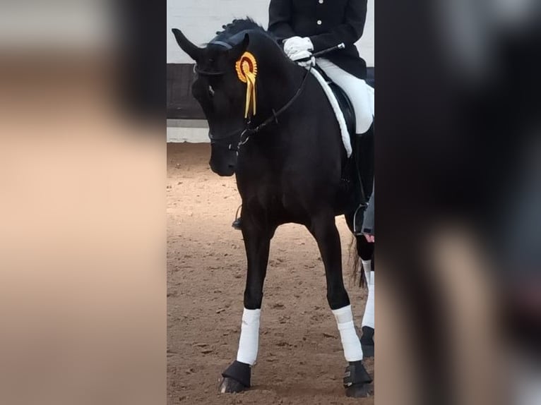 Hannoveriano Yegua 7 años 172 cm Negro in Voerde