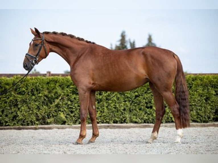 Hannoveriano Yegua 7 años 173 cm Alazán in Kathendorf