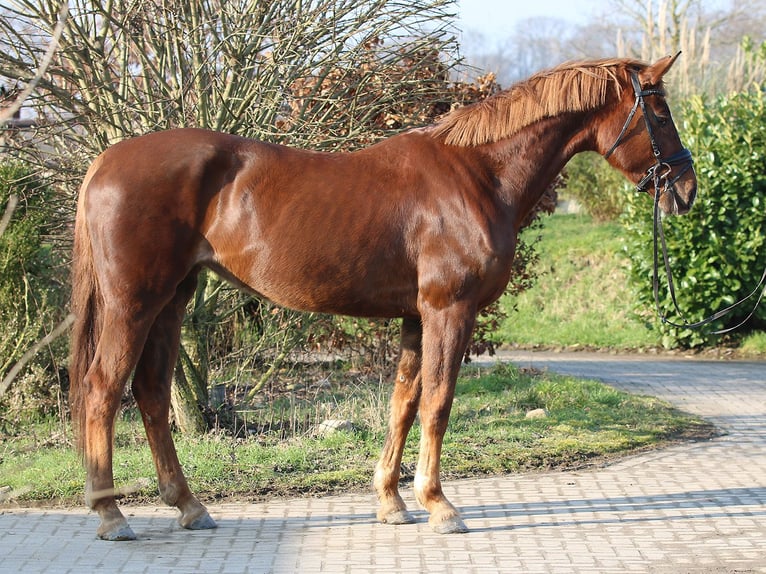 Hannoveriano Yegua 7 años 173 cm Alazán-tostado in Isernhagen