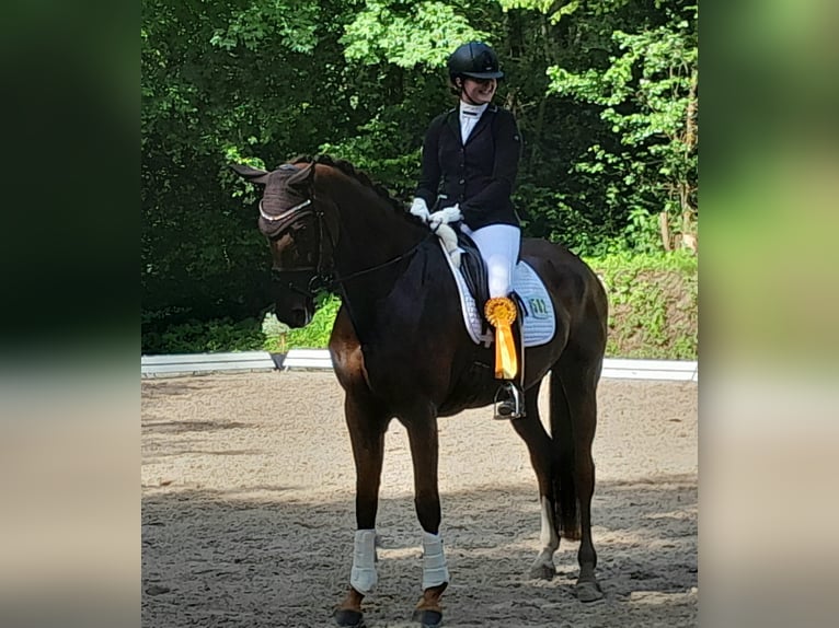 Hannoveriano Yegua 7 años 174 cm Alazán-tostado in Straubenhardt