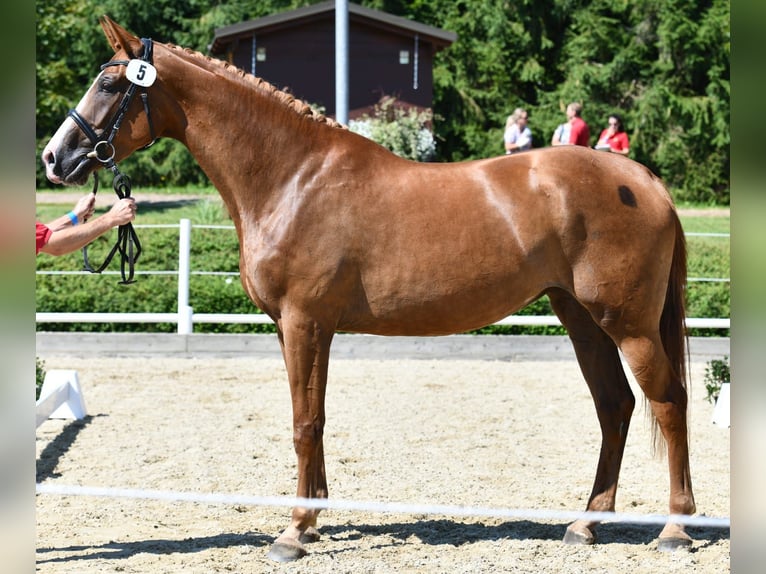 Hannoveriano Yegua 7 años 175 cm Alazán-tostado in Pöllau