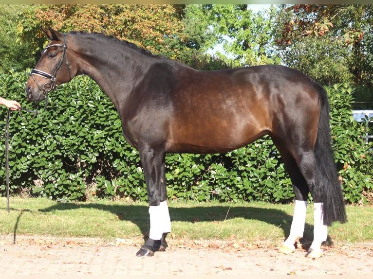 Hannoveriano Yegua 7 años 175 cm Castaño oscuro in Selsingen