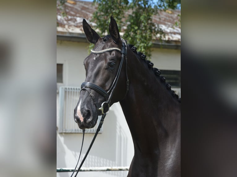 Hannoveriano Yegua 7 años 177 cm Negro in Burgdorf