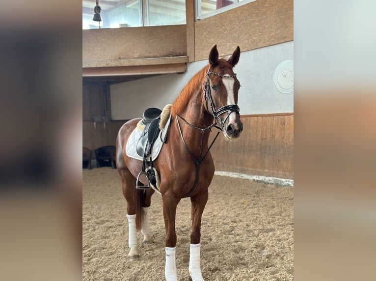 Hannoveriano Yegua 7 años Alazán in Mägenwil