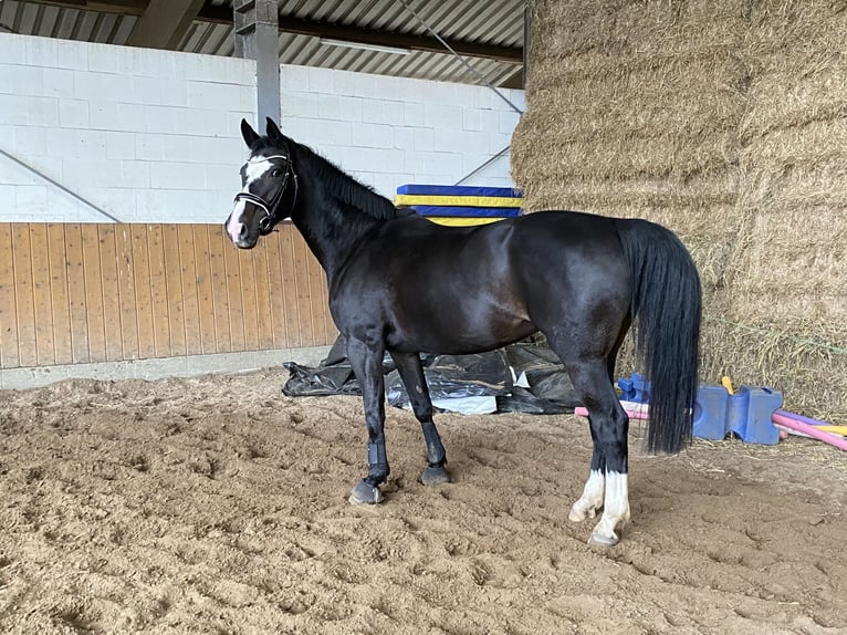 Hannoveriano Yegua 8 años 158 cm Morcillo in Neum&#xFC;nster