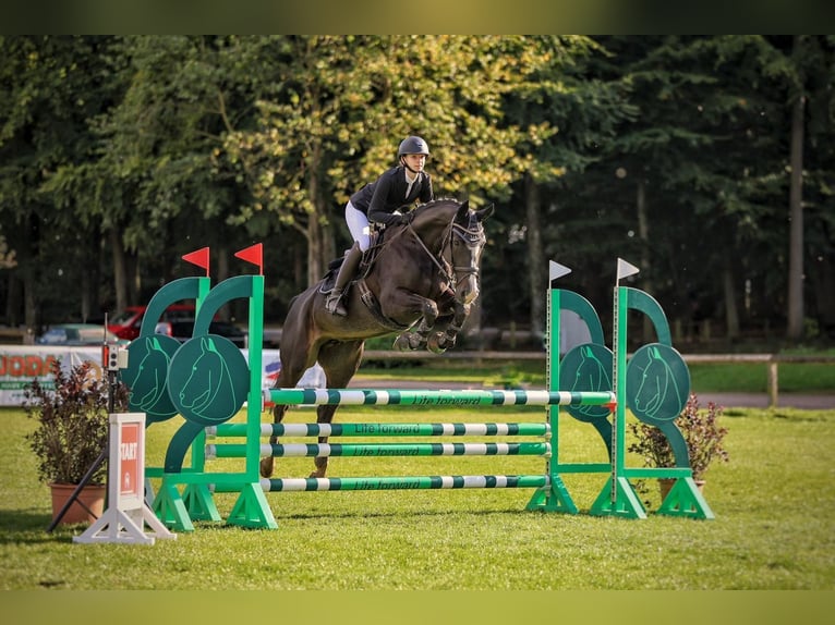 Hannoveriano Yegua 8 años 158 cm Morcillo in Neum&#xFC;nster