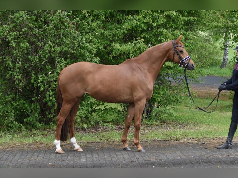 Hannoveriano Yegua 8 años 160 cm Alazán in Herbstein