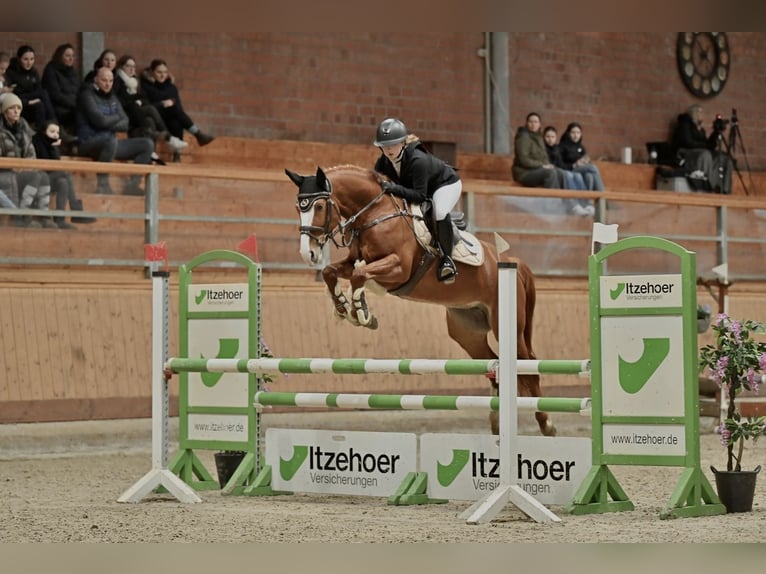 Hannoveriano Yegua 8 años 160 cm Alazán in Hamburg