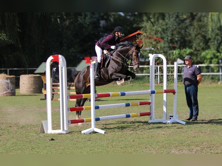 Hannoveriano Yegua 8 años 160 cm Castaño oscuro in Schwerin