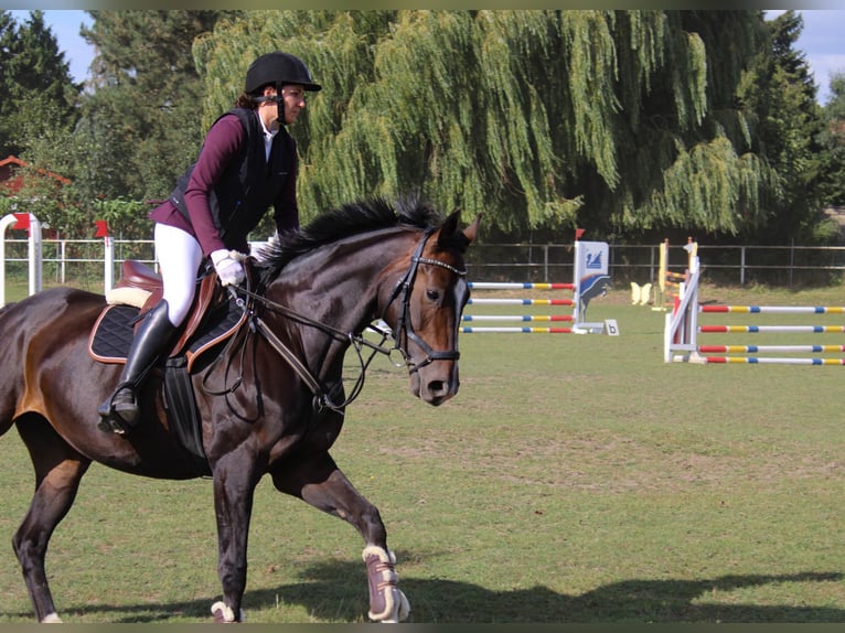 Hannoveriano Yegua 8 años 160 cm Castaño oscuro in Schwerin