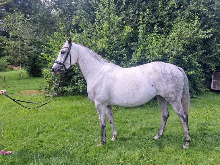 Hannoveriano Yegua 8 años 160 cm Tordo rodado in Unterlüß