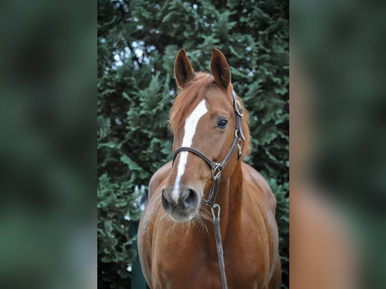 Hannoveriano Yegua 8 años 162 cm Alazán in Fraunberg