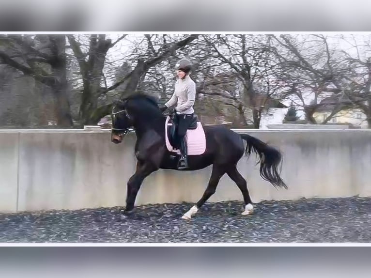 Hannoveriano Yegua 8 años 163 cm Castaño in Klagenfurt,