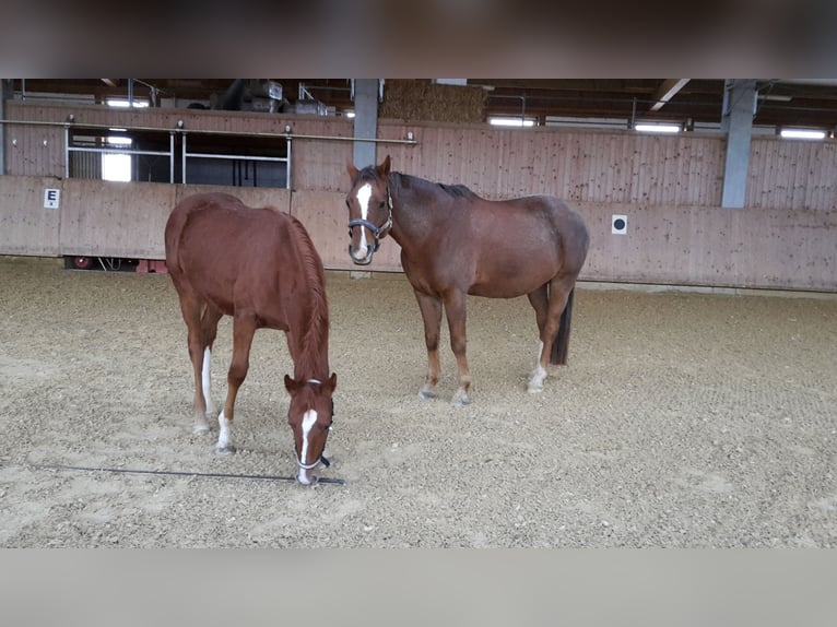 Hannoveriano Yegua 8 años 164 cm Alazán in Winterlingen