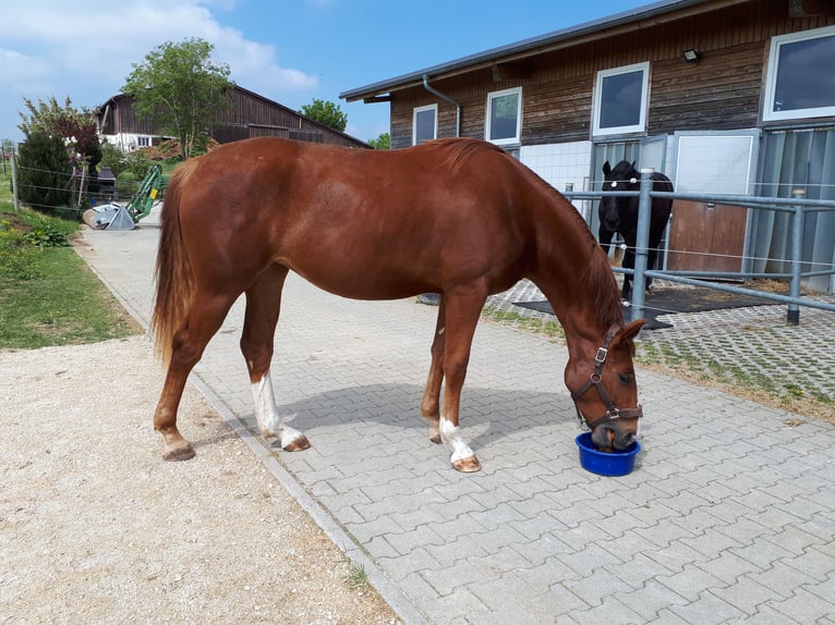 Hannoveriano Yegua 8 años 164 cm Alazán in Winterlingen