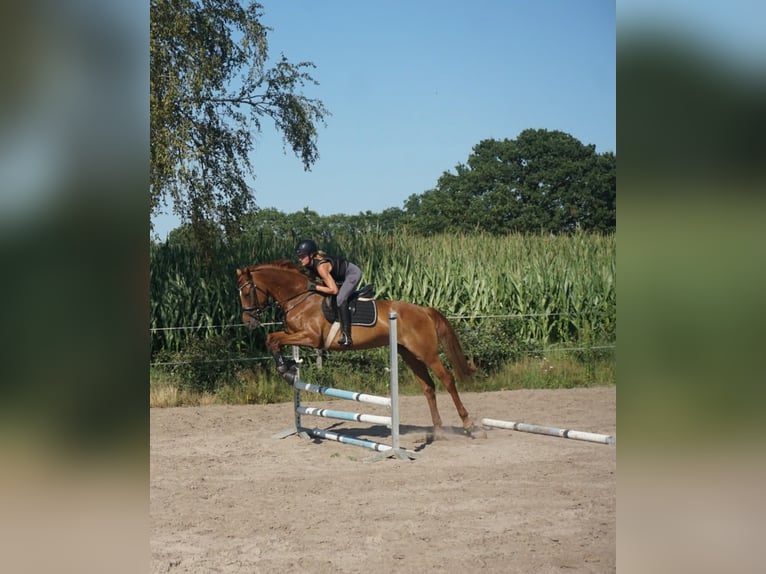 Hannoveriano Yegua 8 años 164 cm Alazán-tostado in Westerstede