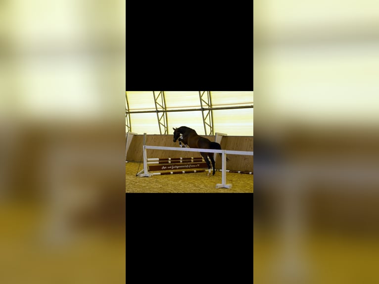 Hannoveriano Yegua 8 años 164 cm Castaño in Rottenburg an der Laaber