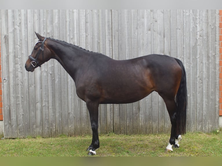Hannoveriano Yegua 8 años 164 cm Castaño oscuro in Rendsburg