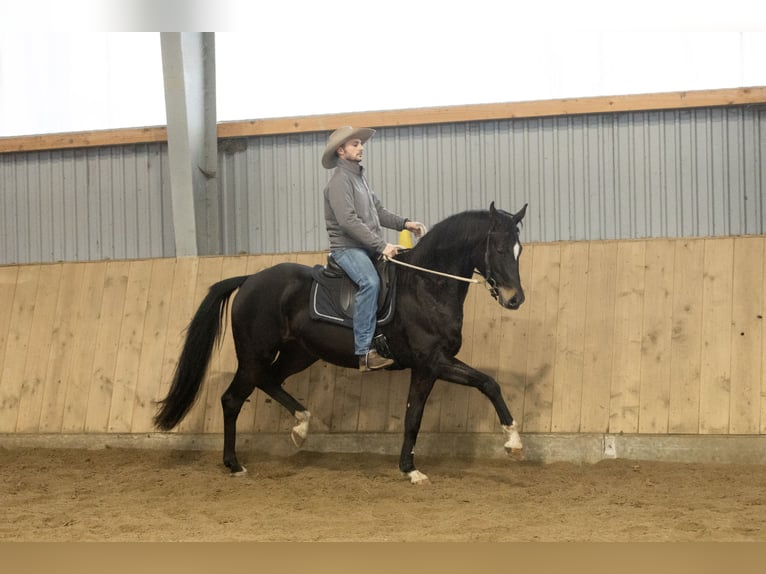 Hannoveriano Yegua 8 años 164 cm Morcillo in Varrel