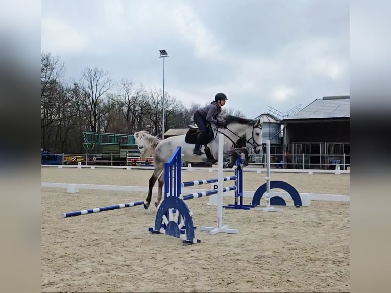 Hannoveriano Yegua 8 años 164 cm Tordo picazo in Norderstedt