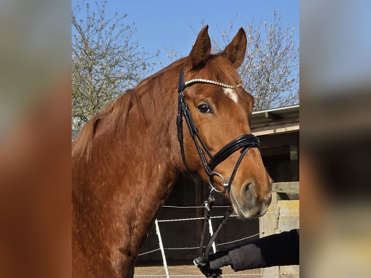 Hannoveriano Yegua 8 años 165 cm Alazán in Wachtendonk