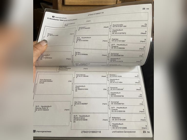 Hannoveriano Yegua 8 años 165 cm Alazán in Wald-Michelbach