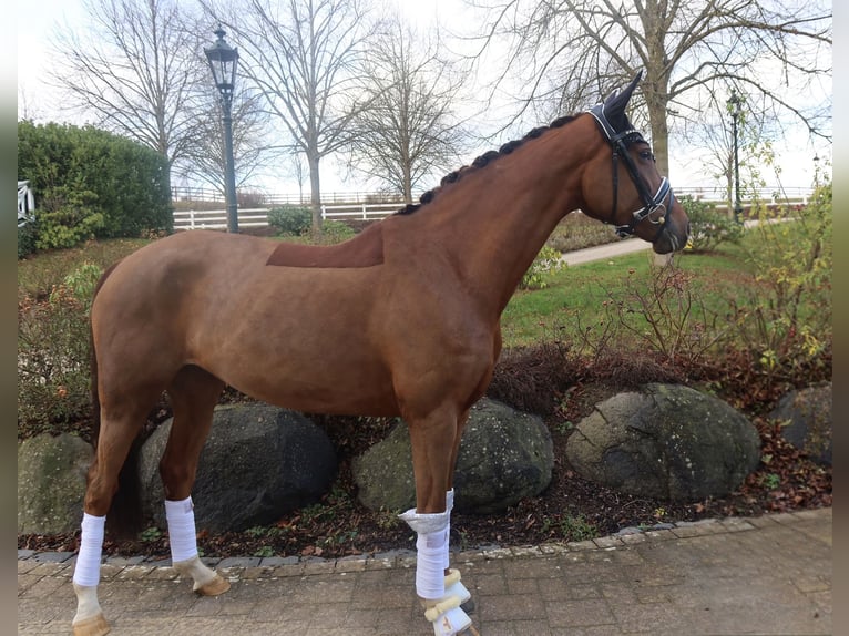 Hannoveriano Yegua 8 años 165 cm Alazán-tostado in Haiger