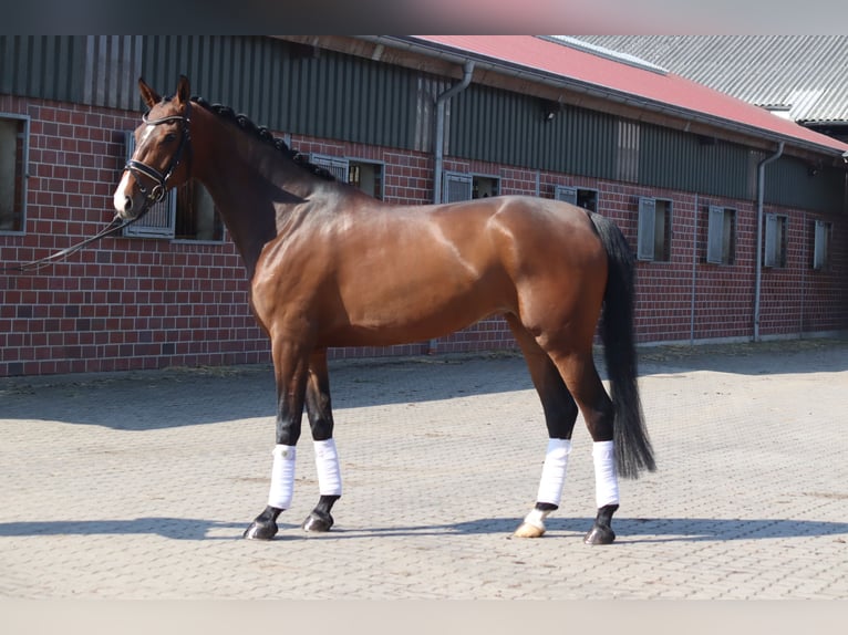 Hannoveriano Yegua 8 años 165 cm Alazán-tostado in Selsingen