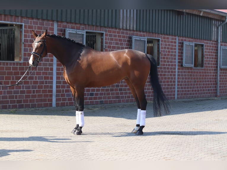Hannoveriano Yegua 8 años 165 cm Alazán-tostado in Selsingen
