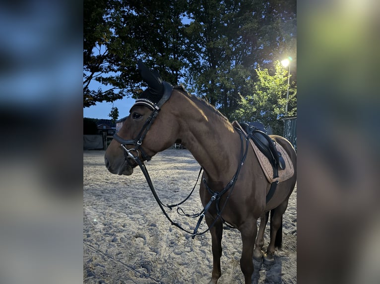Hannoveriano Yegua 8 años 165 cm Alazán-tostado in Gnarrenburg