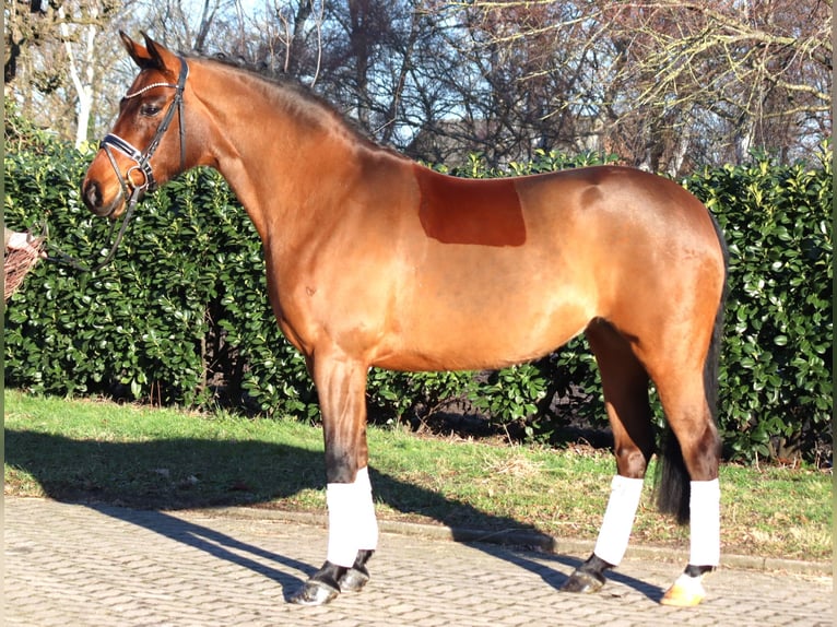 Hannoveriano Yegua 8 años 165 cm Castaño in Selsingen