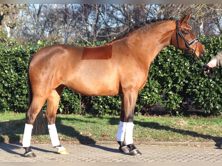 Hannoveriano Yegua 8 años 165 cm Castaño in Selsingen