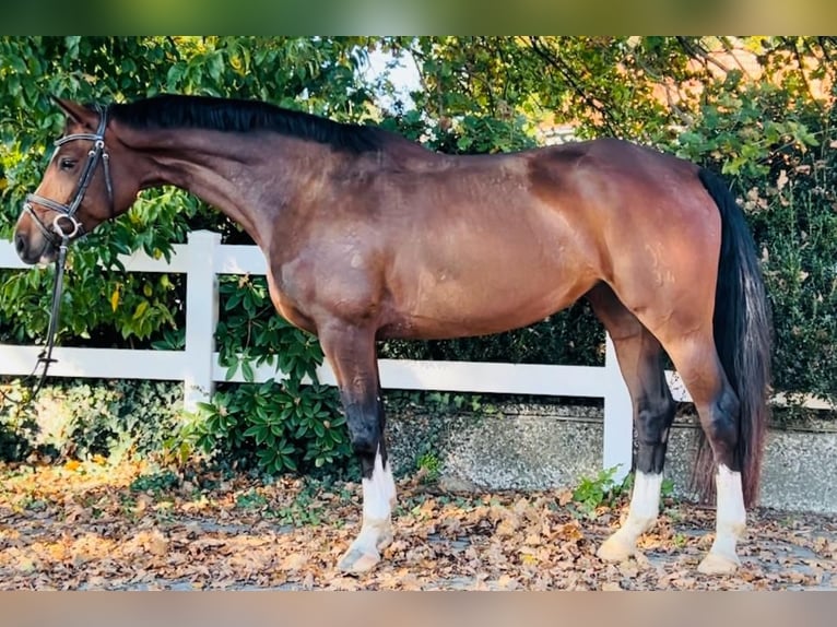 Hannoveriano Yegua 8 años 165 cm Castaño in Heeslingen