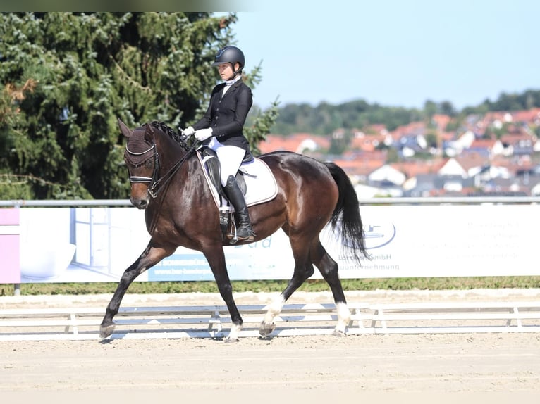 Hannoveriano Yegua 8 años 165 cm Castaño oscuro in Pfullingen