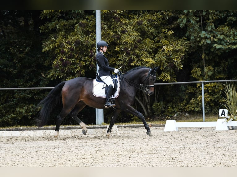 Hannoveriano Yegua 8 años 165 cm Castaño oscuro in Pfullingen