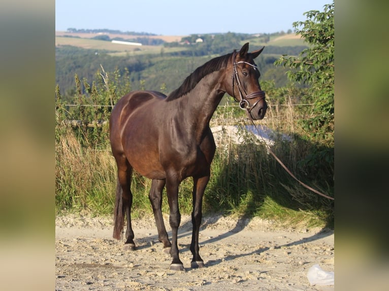 Hannoveriano Yegua 8 años 165 cm Castaño oscuro in Neuerburg