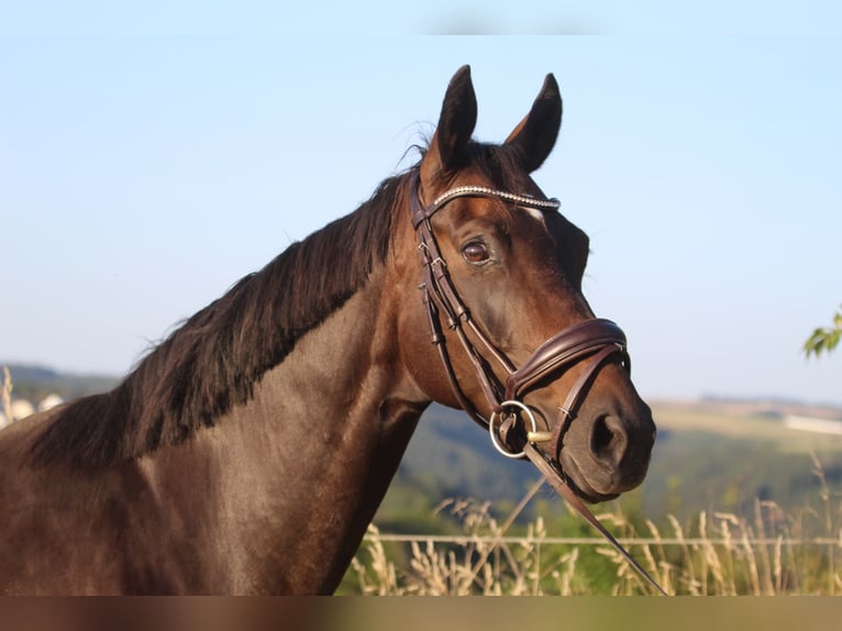 Hannoveriano Yegua 8 años 165 cm Castaño oscuro in Neuerburg