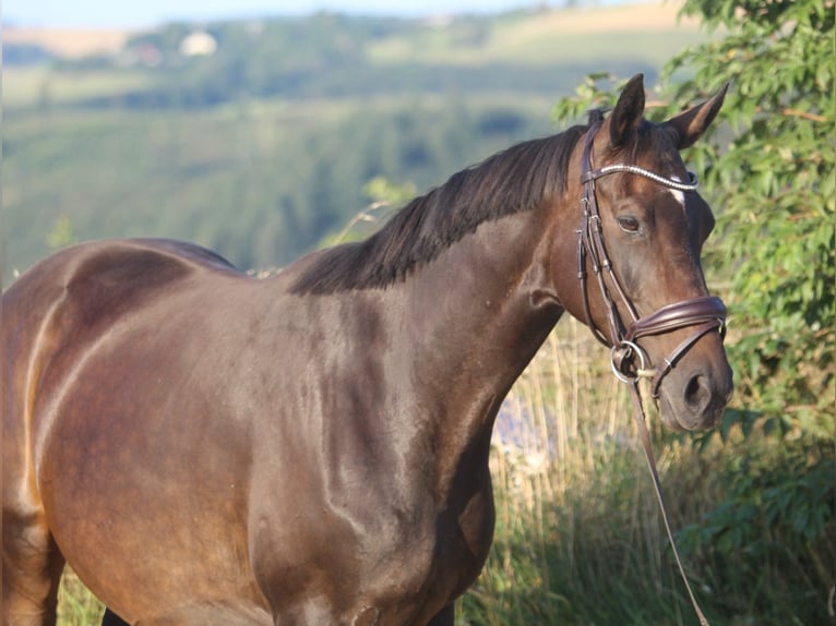 Hannoveriano Yegua 8 años 165 cm Castaño oscuro in Neuerburg