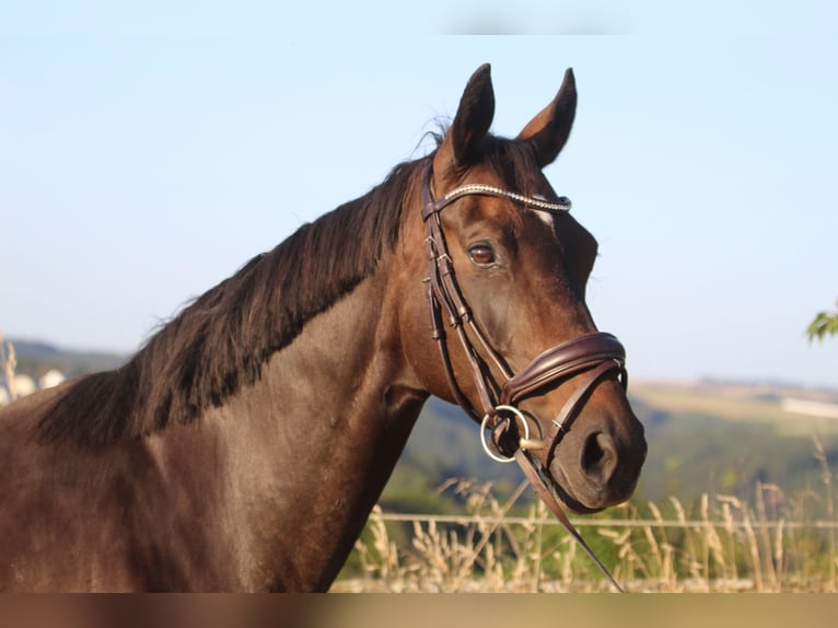 Hannoveriano Yegua 8 años 165 cm Castaño oscuro in Neuerburg